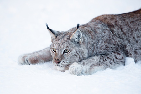 欧亚猞猁准备在雪地里攻击图片