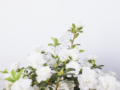 夏季白色AzaleaRhododendendron花朵图片