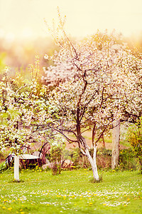 村里春天开花的树木图片