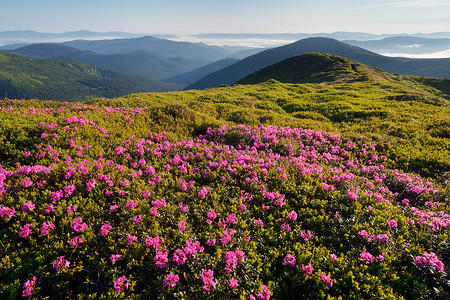 阳光明媚的夏日风景与喜悦开花的罗多登峰背景图片