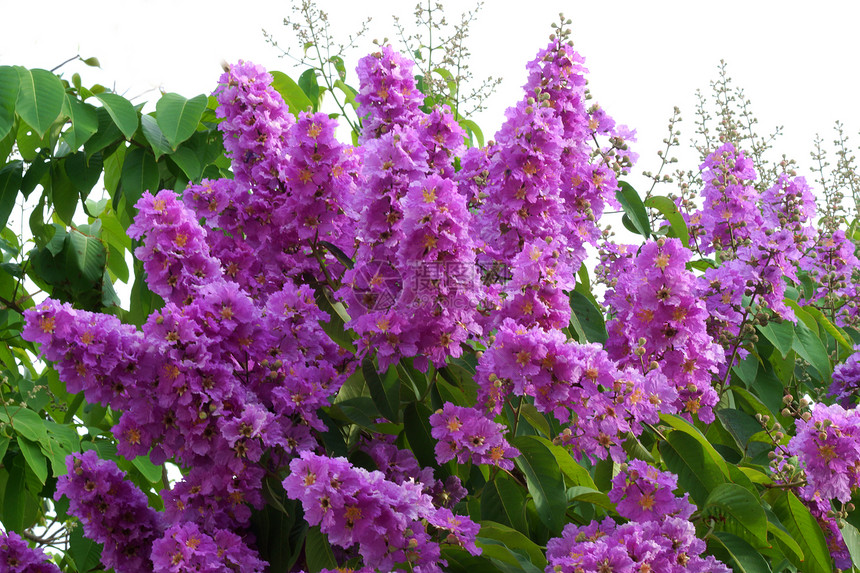 皇后花朵紫罗兰色LPer图片