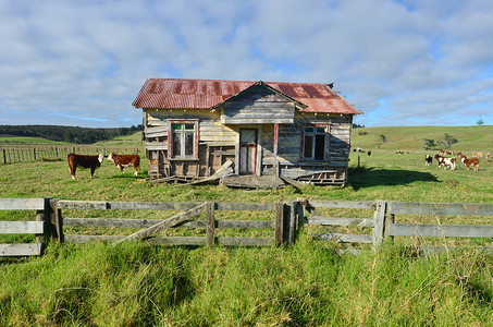 荷斯坦奶牛在非常古老的农场放牧奶牛养殖的收入是新西兰经济的主要部分图片