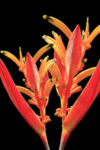 黑色背景中的两个橙色热带葫芦科植物图片