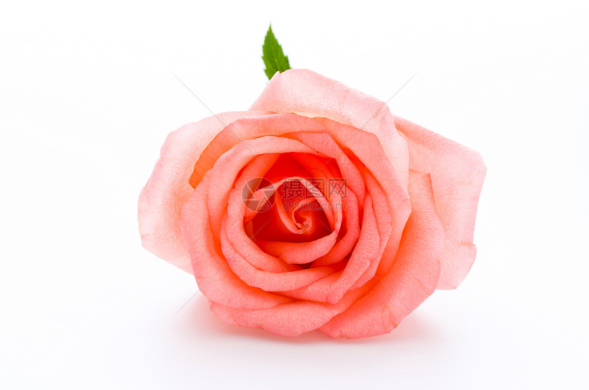 玫瑰上白色孤立图片