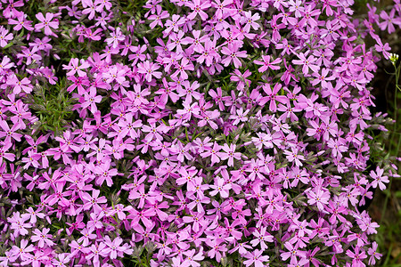 Aubrietacultorum粉红色图片