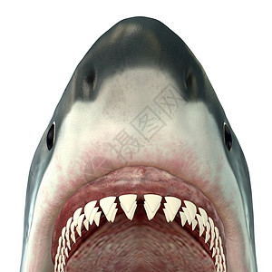 大白鲨是大海中最大的掠食鱼类在整个生命图片
