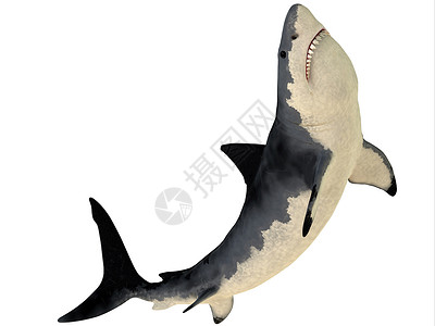 梅加洛登是一种灭绝的鲨鱼物种图片