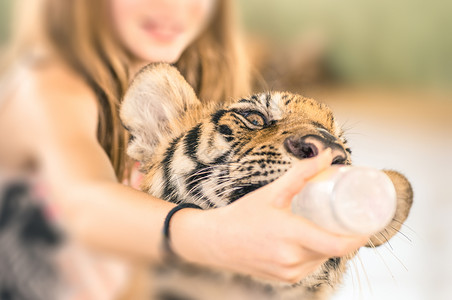 在动物园用塑料瓶喂小老虎的年轻图片