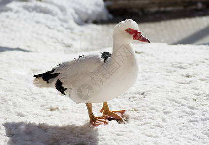 Muscovy鸭子站在雪上CairinaMos图片