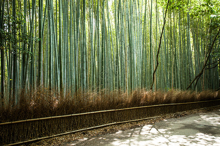 京都日本有竹林旅游的著名地标图片