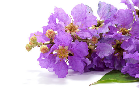 白色背景上皇后紫薇花的紫罗兰色紫薇L图片
