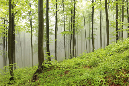 雾中的春天山毛榉林景观图片