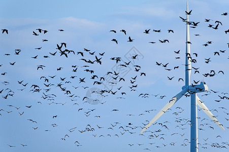 灰雁在风车附近飞翔图片
