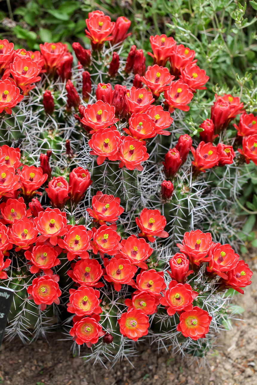 紫红色杯仙人掌花Echinocereustriglochid图片