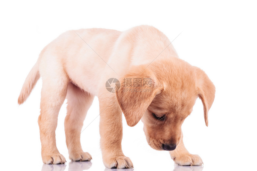 站着的拉布多小狗猎犬在白色背图片