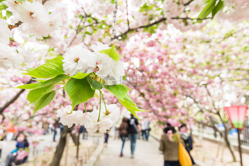 樱花在园里在日本大图片