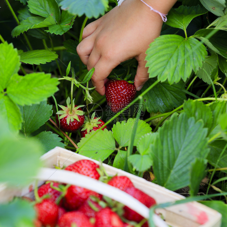 草莓在花园里摘新图片