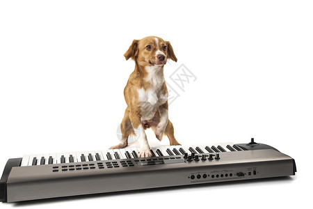 狗在钢琴上演奏音乐与图片