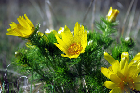野生黄在自然植物天图片