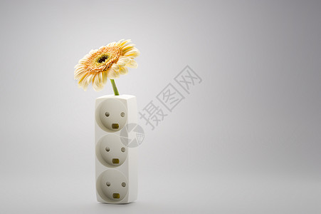 单装饰黄色的Gerbera菊花图片