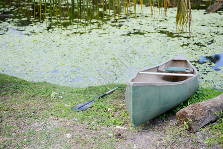 带藻类的湖上独木舟图片