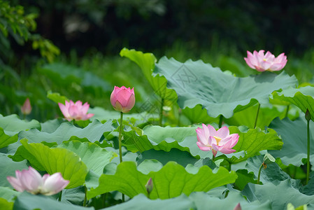 盛开的莲花图片