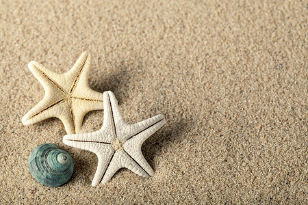 海滩上的海星和贝壳图片