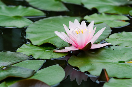 莲花背景图片