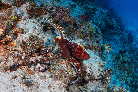 埃及红海的礁石章鱼图片