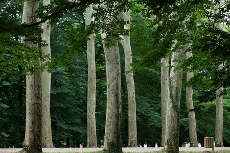 位于法国切农考古堡的树林通道图片