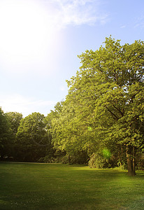 夏日森林中的树木在bridht的阳光下图片