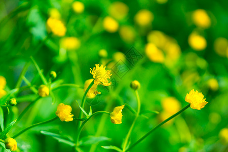 草丛中的黄色小花图片
