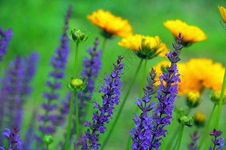 盛开的夏季野花紫色和黄色图片