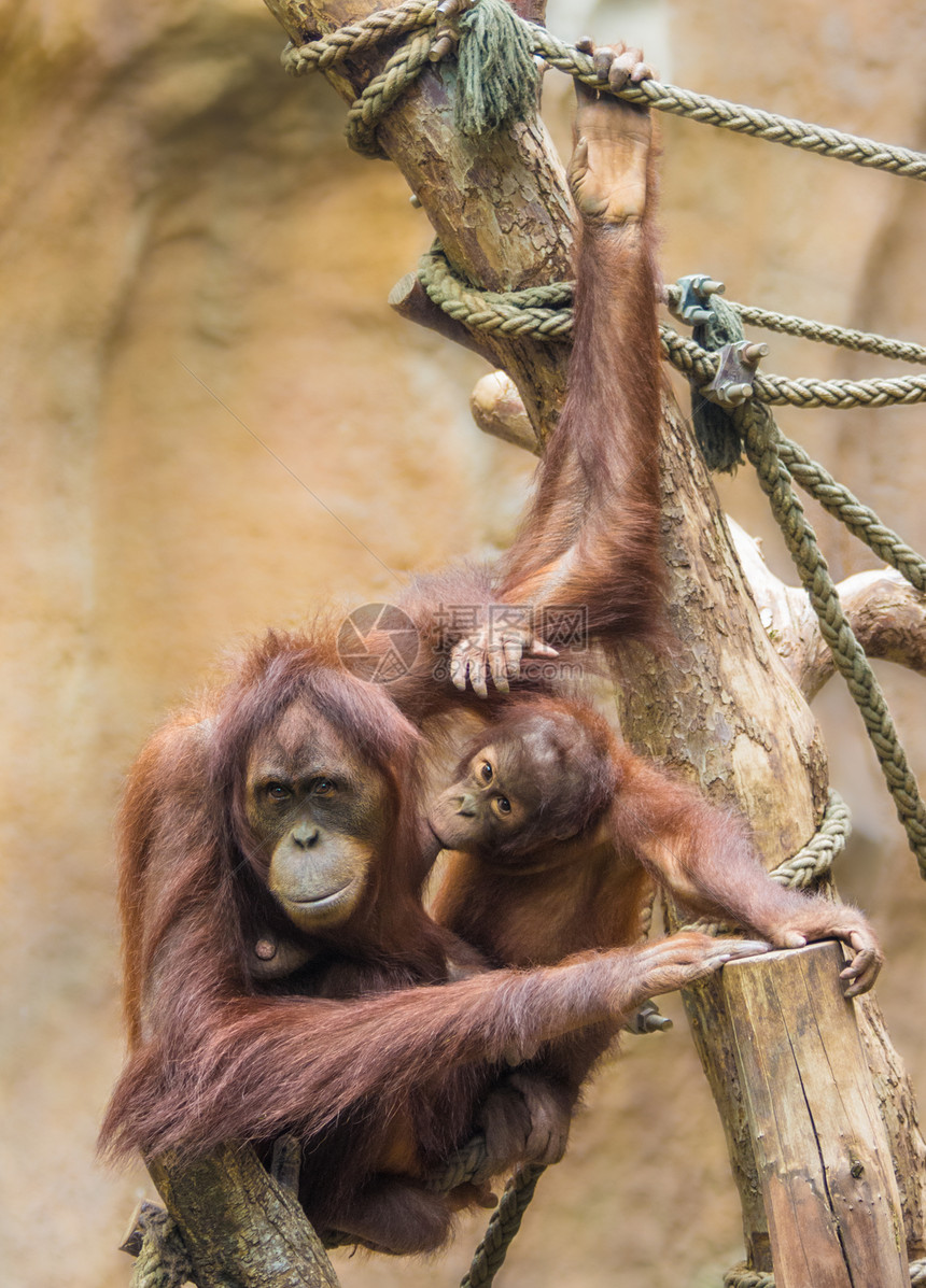 母亲SumatranORANGUTANPongoabeli图片