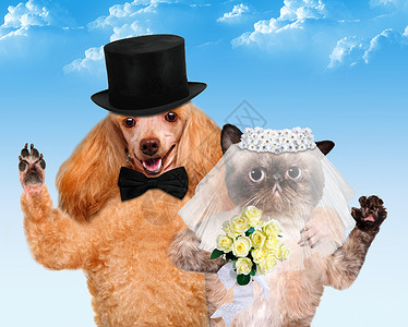 猫和狗婚礼图片