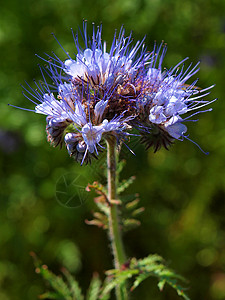 背景中田野中紫色艾菊的细节盛开的绿色蓝紫花朵与嗡的蜜蜂一起摇晃图片