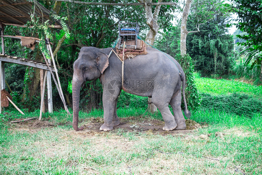 泰国亚洲象的肖像图片