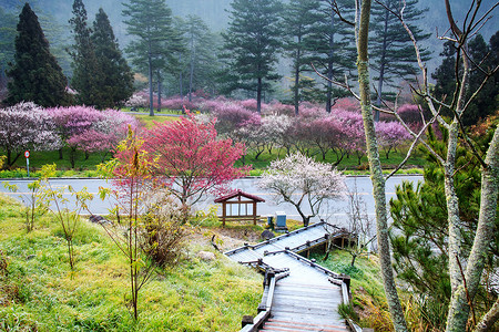 武林农场的美丽樱花园供广告或图片