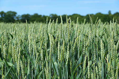 春天的年轻小麦作物图片