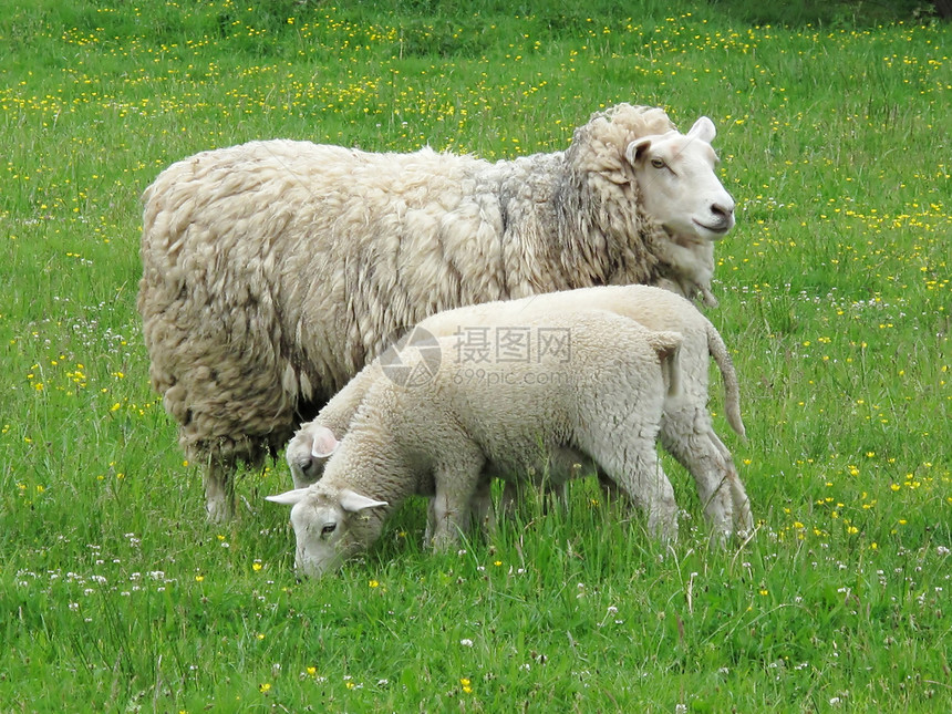 在绿色牧场上带着婴儿的绵羊图片