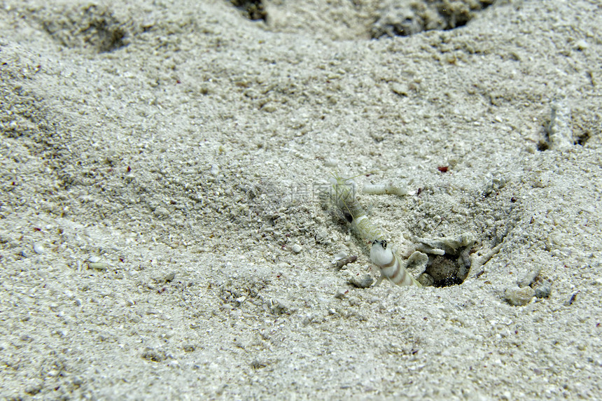 潜水时沙背景上的虾和鱼共生图片