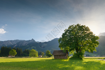 在蒂罗尔阿卑斯草甸的椴树和小屋的太阳背光图片