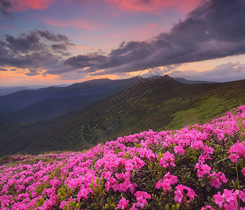 杜鹃花的夏日风景晚上在山上美丽的天空粉红色的花朵林间空地喀尔巴阡山脉图片