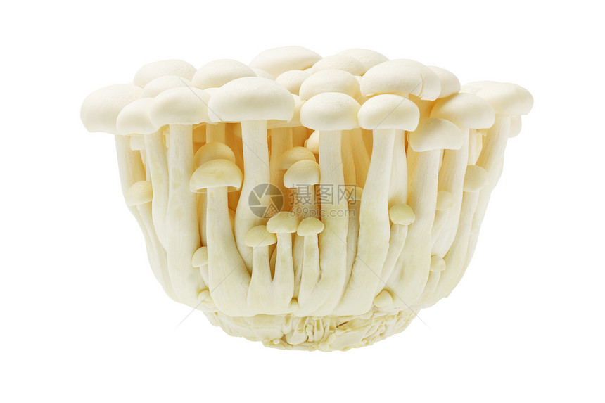 白蜂日本蘑菇室BunapiS图片