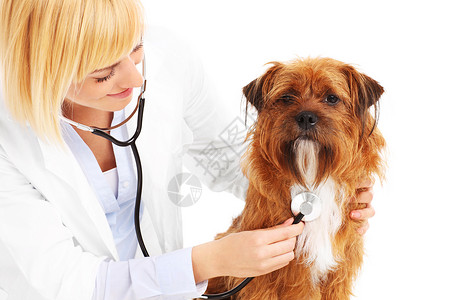 一张兽医在白色背景上图片