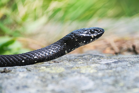 草蛇或Natrixnatrix在异乎寻常的黑色皮肤没有图片