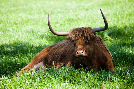 在绿草的苏格兰高地牛图片