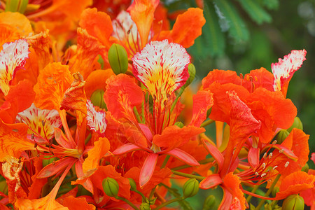 红孔雀花的特写图片