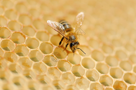 在蜂蜜细胞上工作的蜜蜂的特写视图图片