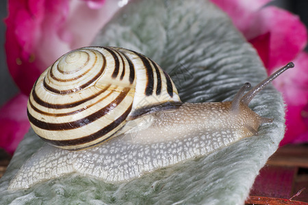 Snail关闭图片